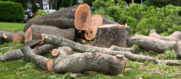 Large Tree Removal in Sylvania