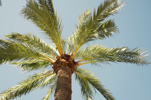 Palm Tree Removal in Sylvania