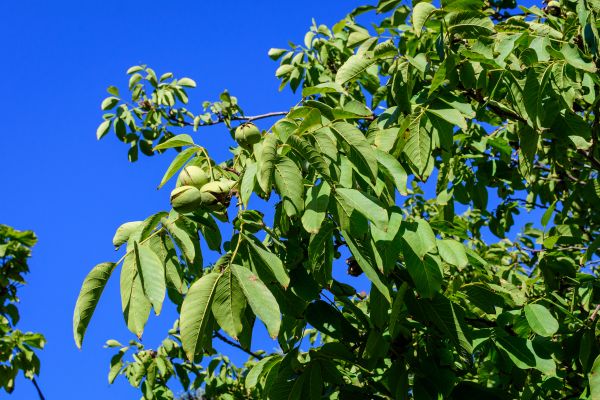 Walnut Tree Removal in Sylvania
