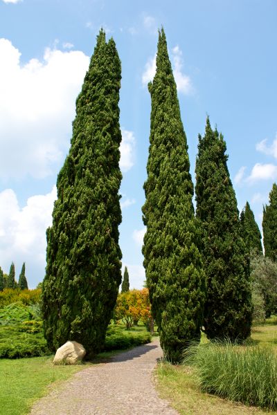 Cypress Tree Removal in Sylvania