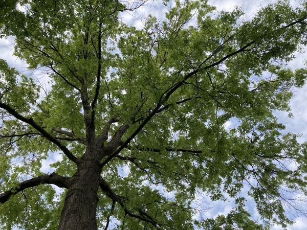 Oak Tree Removal in Sylvania