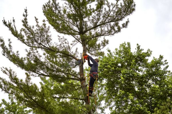 Pine Tree Removal in Sylvania