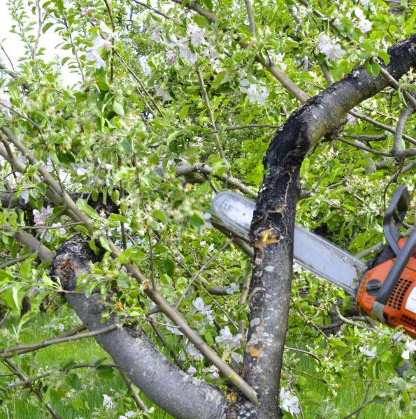Cost of Apple Tree Removal in Sylvania