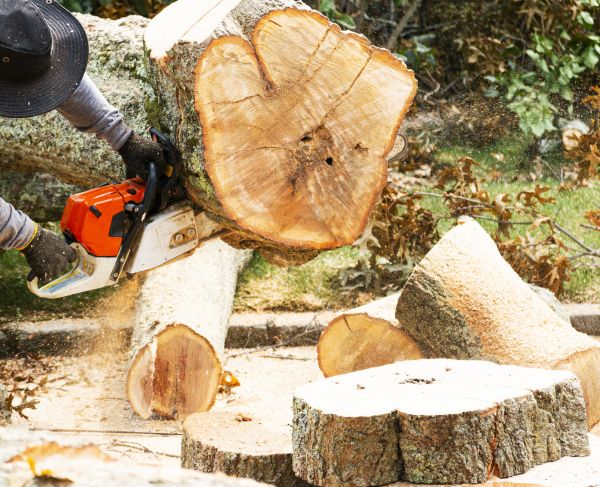 Tree Removal Service in Sylvania