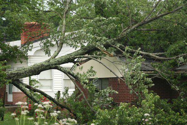 Emergency Tree Removal in Sylvania