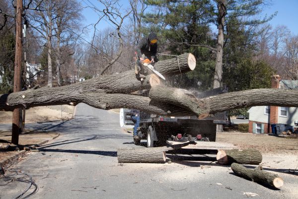 Residential Tree Removal in Sylvania