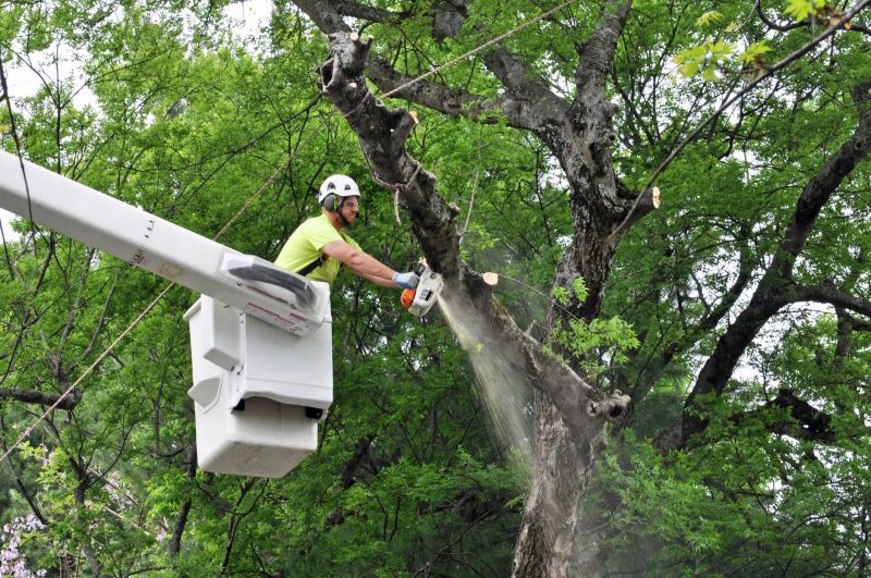Birch Tree Removal