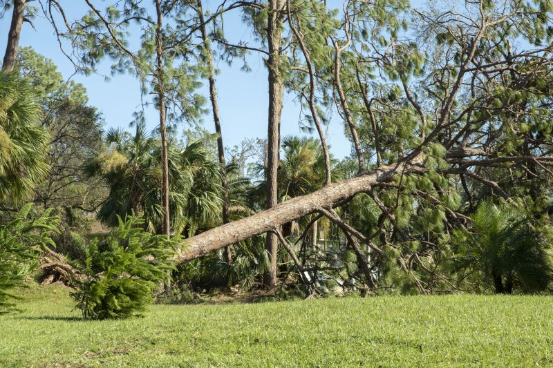 Large Tree Being Dismantled