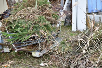 Spruce Tree Removal