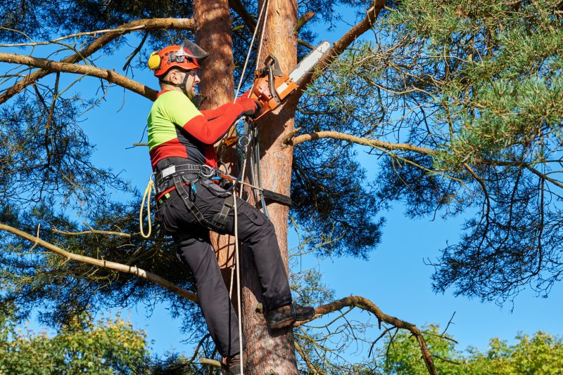 Tree Removal Crew