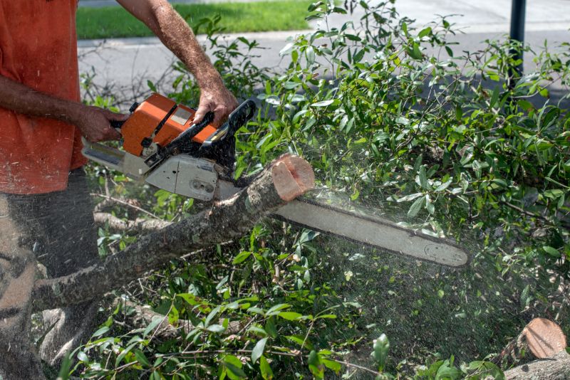 Tree Cutting in Action