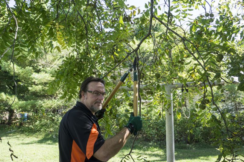 Spring Tree Cutting