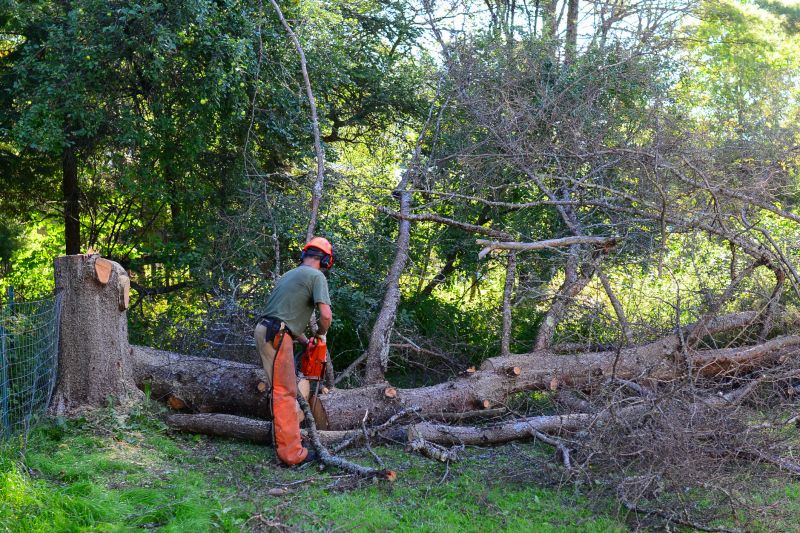 Summer Tree Work