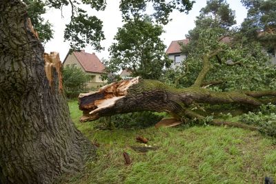 Completed Tree Removal