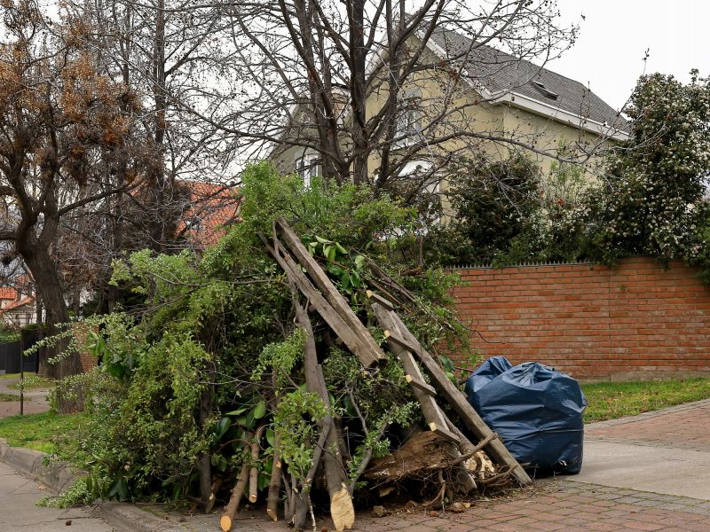 Disposal of Removed Trees