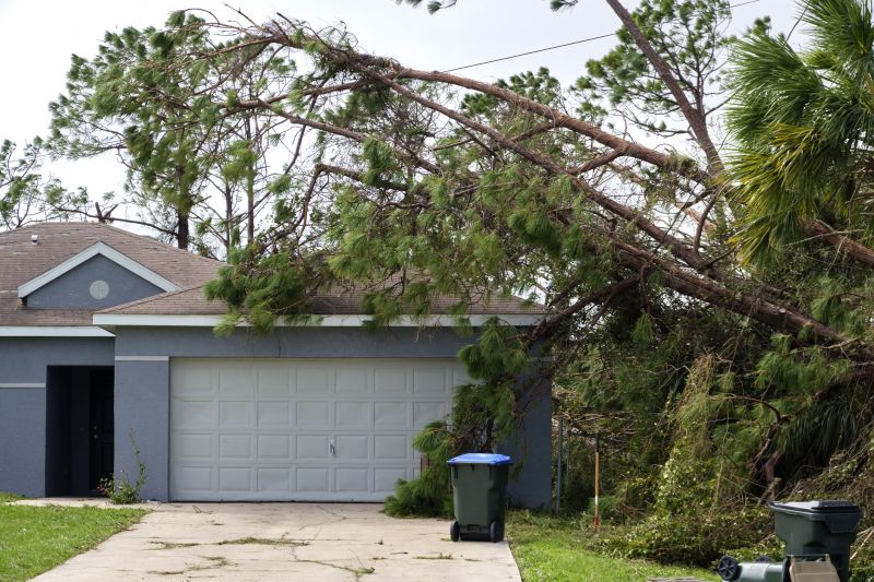 Before Tree Removal