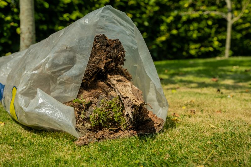 After Tree Removal
