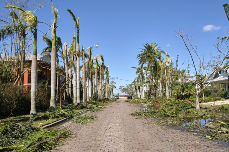 Emergency Tree Removal Services